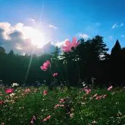 さよこ