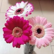えいとの画像