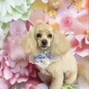 Lisaの画像