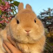 小熊の画像