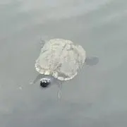 おぐ