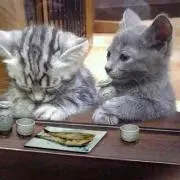 ふぉれすと