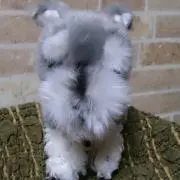 あくあ