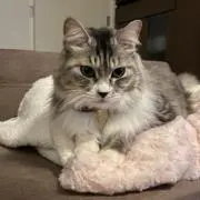 みぃの画像