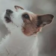 フランツの画像