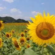 フェアの画像