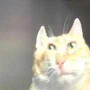ほぼねこの画像