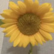 みかんの画像