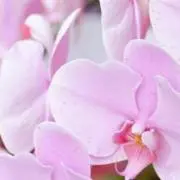ランの画像
