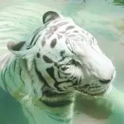 まいの画像