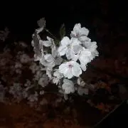 らんどの画像