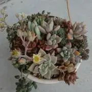さくらんぼの画像