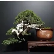 ヒマワリの画像