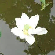 ぷーの画像