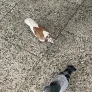 たまごの画像