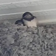 つばめちゃんの画像