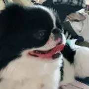 Rinぷぷちゃんの画像