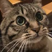りょうしょうとうの画像