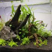 AQUADの画像