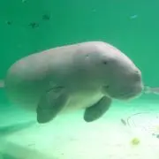 れっちゃんの画像