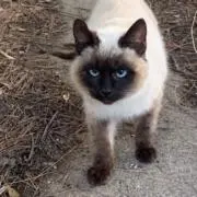 たぬきちの画像