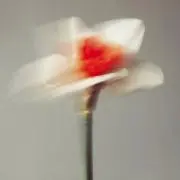 ぴー太の画像