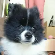 MEROの画像
