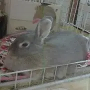 サブちゃん꒰*´ ˘ `*꒱˖°