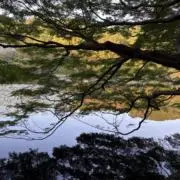 かみお