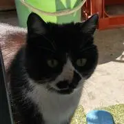 猫0731