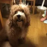 riripapa