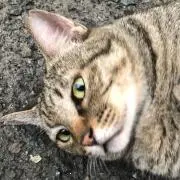 みこねこの画像