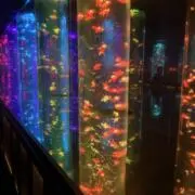ゆーの画像