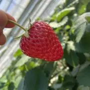 くぅーの画像