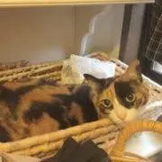 シエル