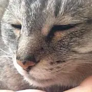 れたろ