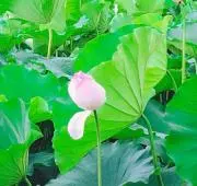チロりんの画像