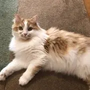 くらげ