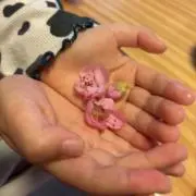 Riccaの画像