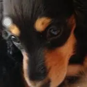 kossyの画像