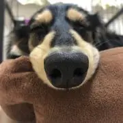 破天荒暴走天使