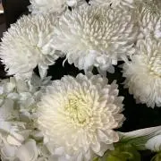 mceenの画像