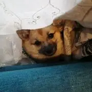 マルふわ