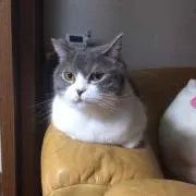 ちーたん