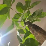 ✰よこ✰の画像