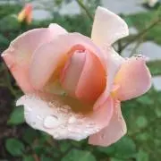 miの画像