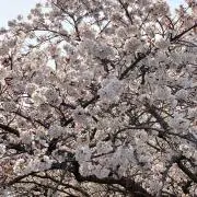 桜丸