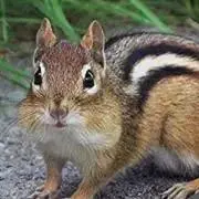 シマリス