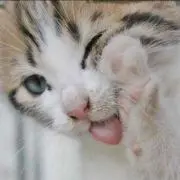 さゆりん