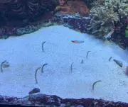コロ助の画像